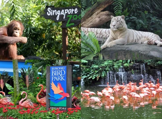 Singapore Singapore Zoo + Jurong Bird Park<br> 1 collage_fotor