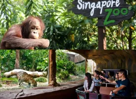 Singapore Zoo  River Safari