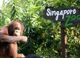 Singapore Zoo